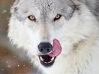 nexusxxx44